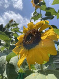 私の季節・ひまわり