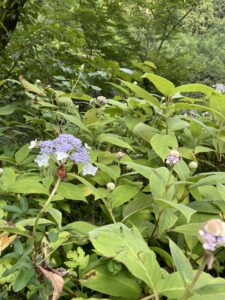 不思議な生態・タマアジサイ