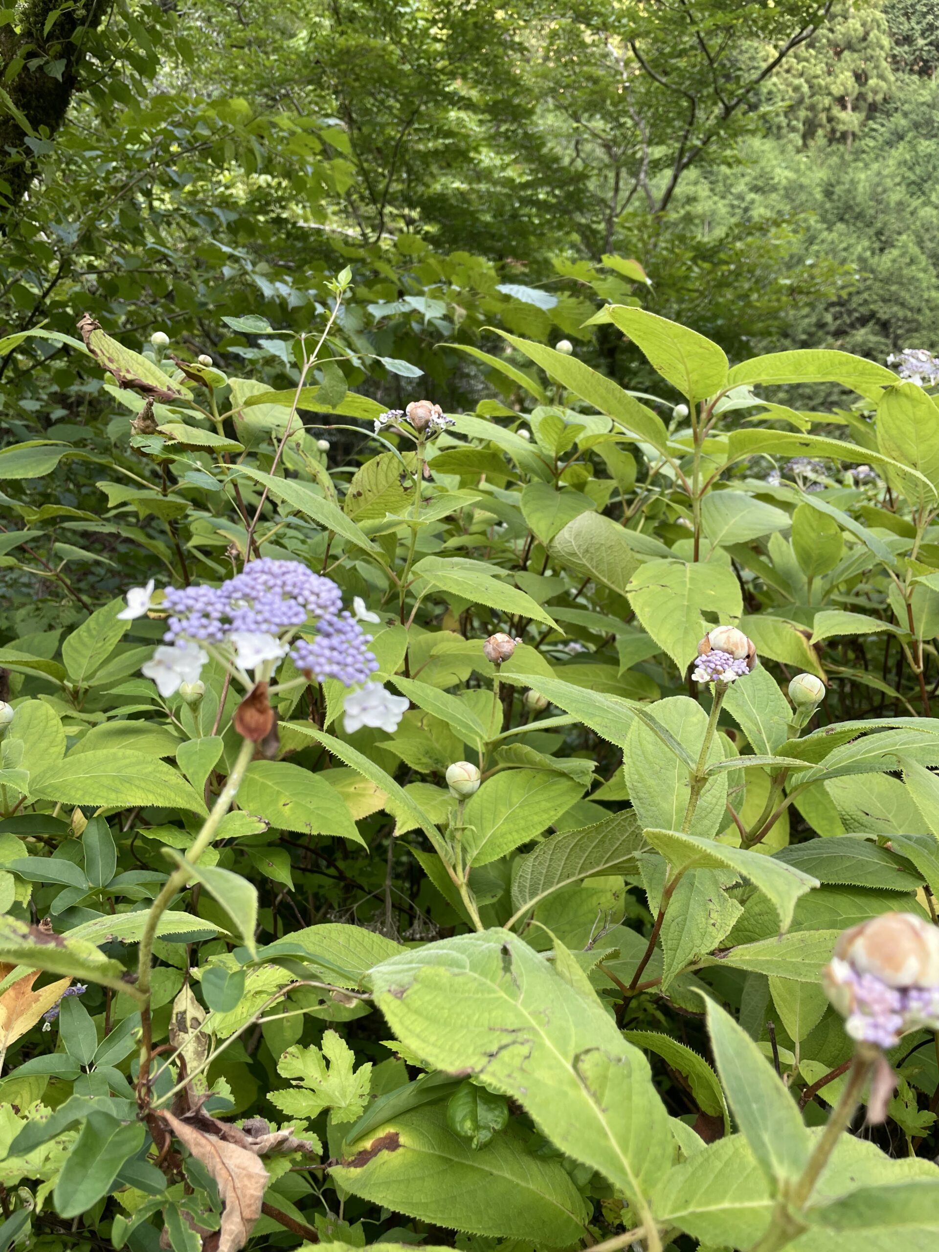 不思議な生態・タマアジサイ