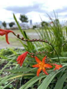 鮮やかオレンジ・ヒオウギ水仙