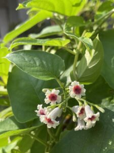 名前悲しき・ヘクソカズラ