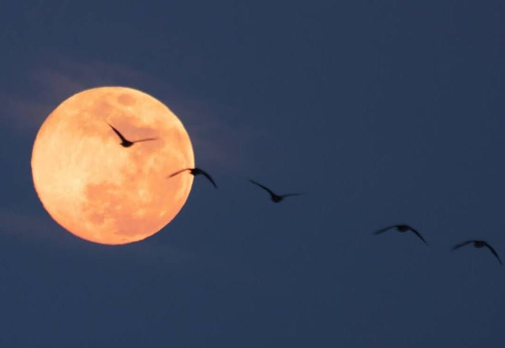 満月を飛ぶ真雁