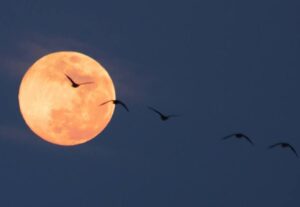 満月を飛ぶ真雁