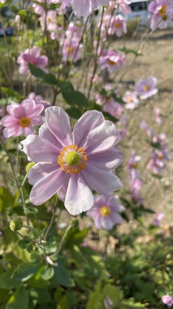 表情豊かな秋明菊