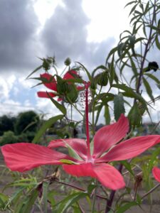 北原さんちの紅葉葵