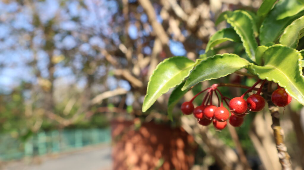 艶々した万両の実