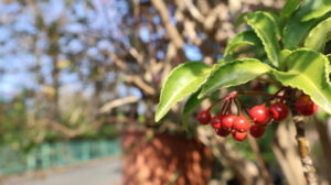 艶々した万両の実