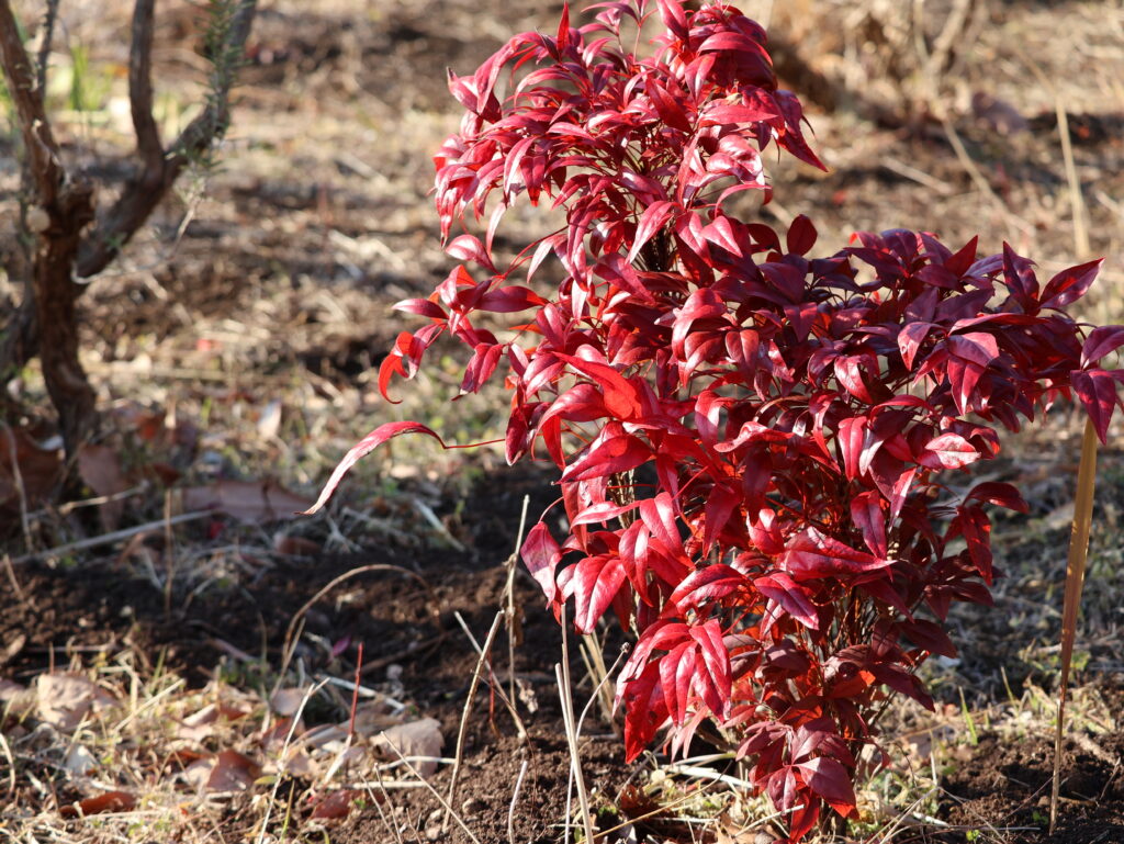 真っ赤に色づいたオタフクナンテン