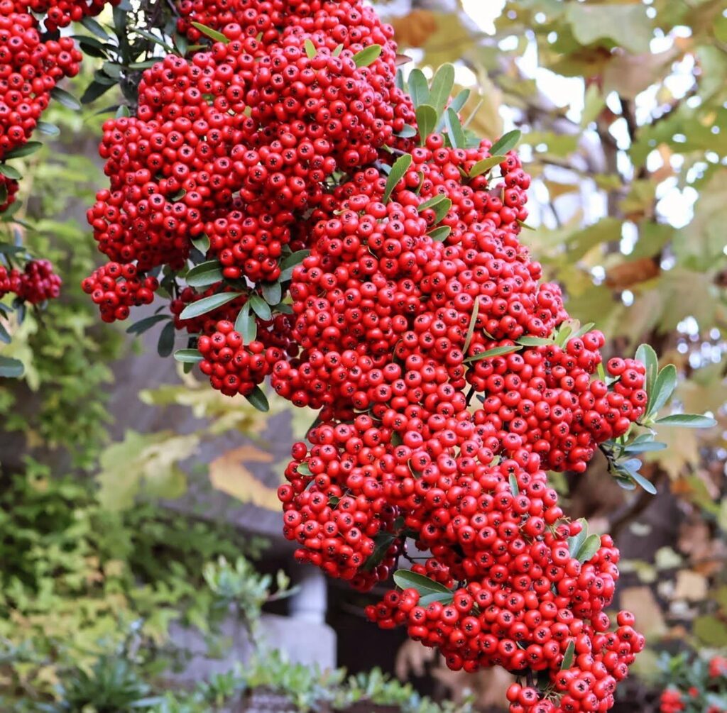 ピラカンサの実たわわ