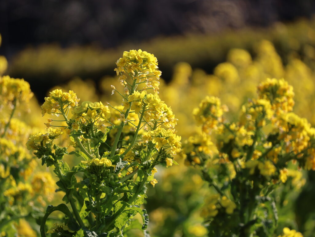 思わず笑顔に菜の花畑