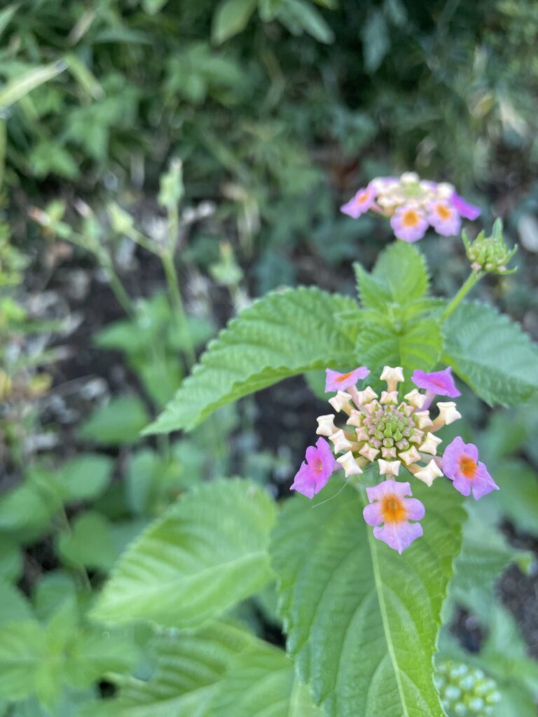 息長く咲き続けるランタナ