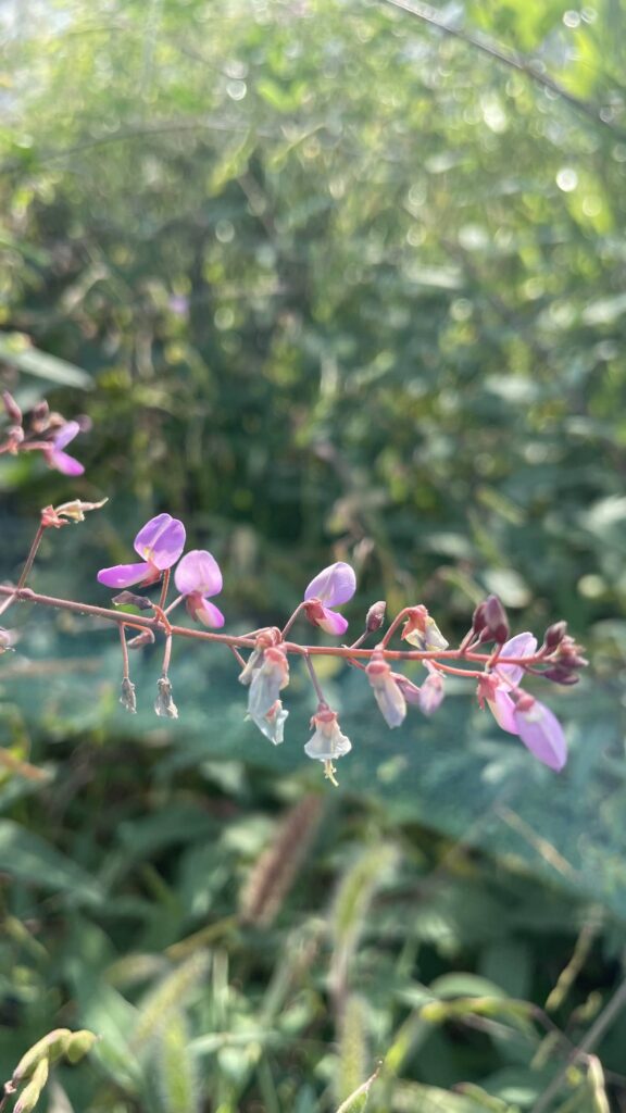 名前に似つかわしくない荒地ヌスビトハギ