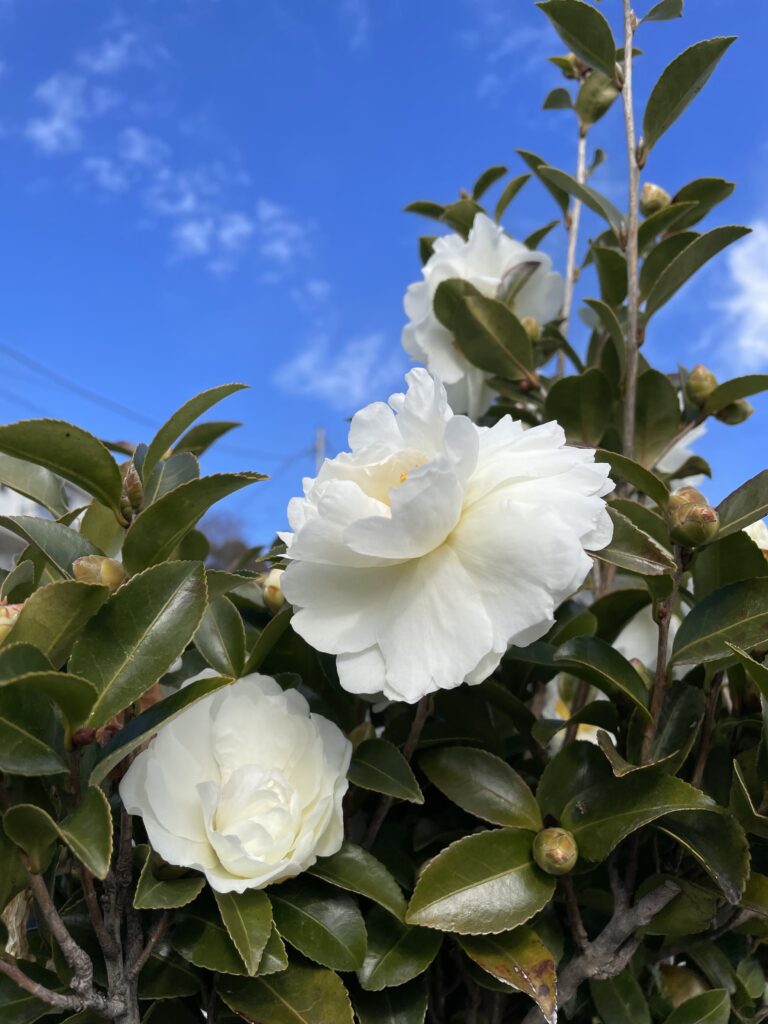 空とのコントラスト 山茶花