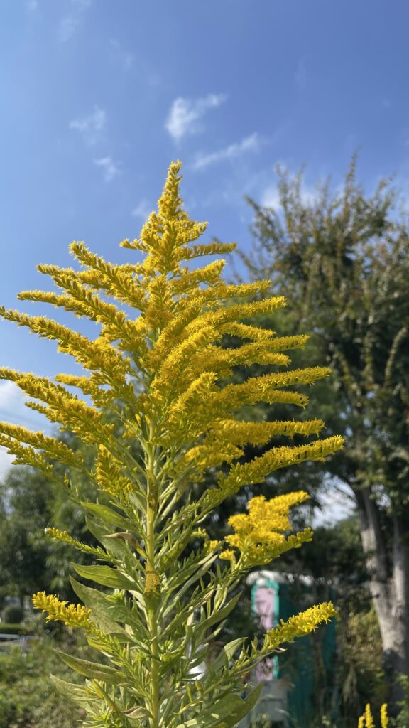 特定外来種嫌われ者のセイタカアワダチソウ