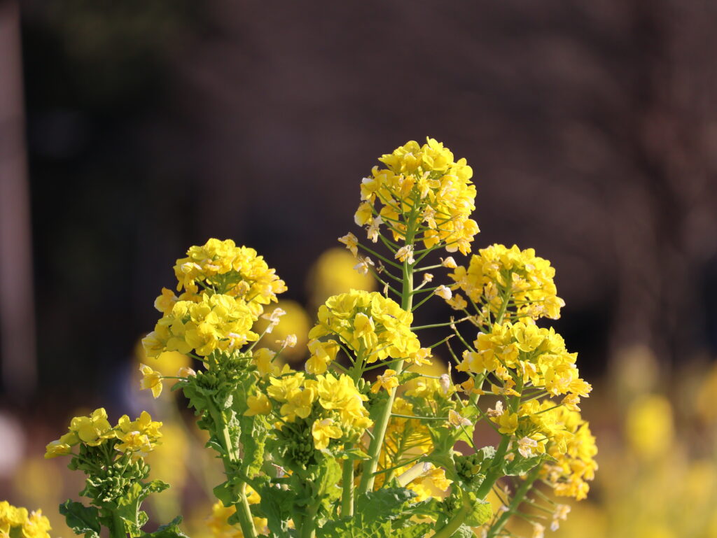 冬の光眩しい・菜の花