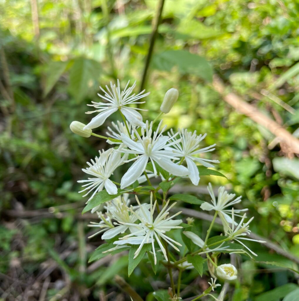クレマチス仙人草