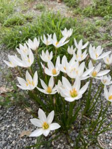 仲良く歌うタマスダレ