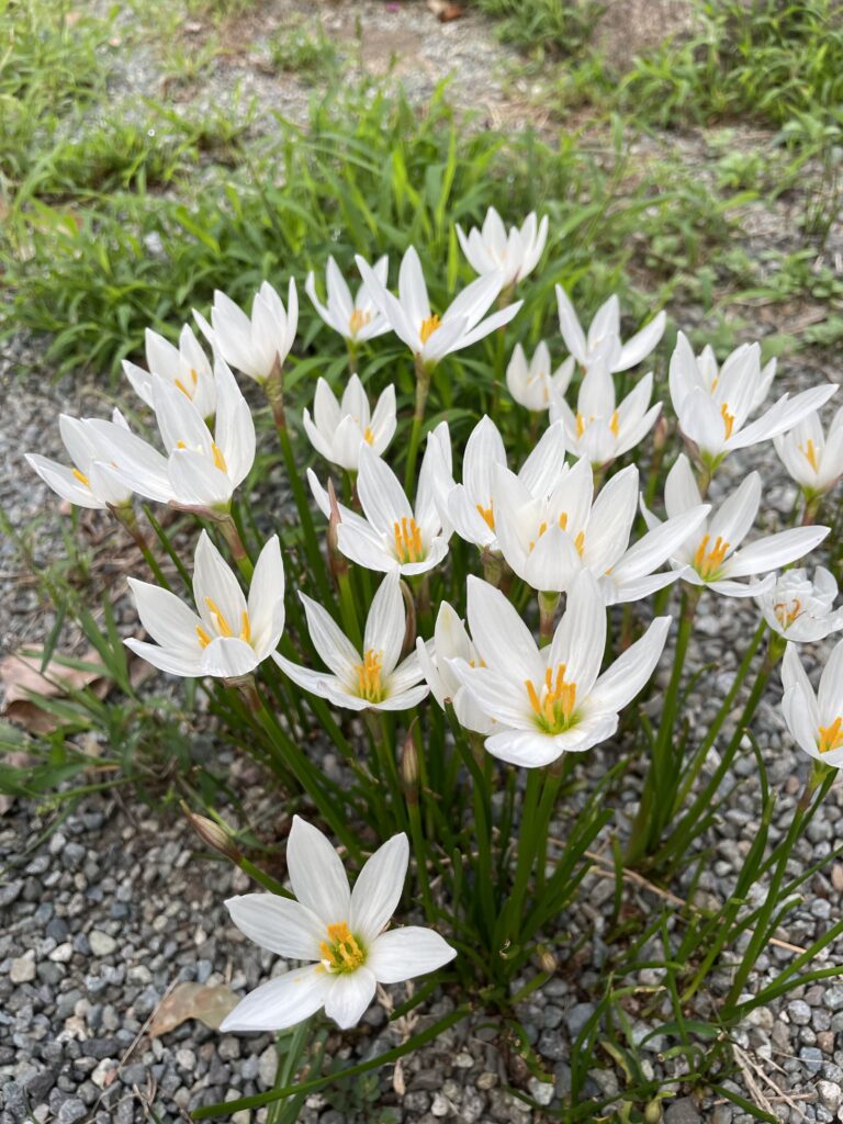 仲良く歌うタマスダレ