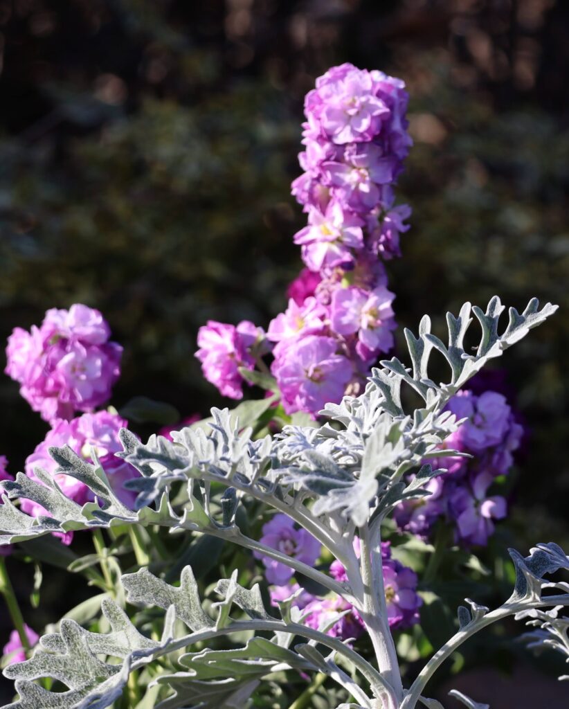 八重咲のストックベイビー
