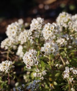 可憐！スウィートアリッサム