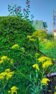 宮澤さんちのオミナエシ