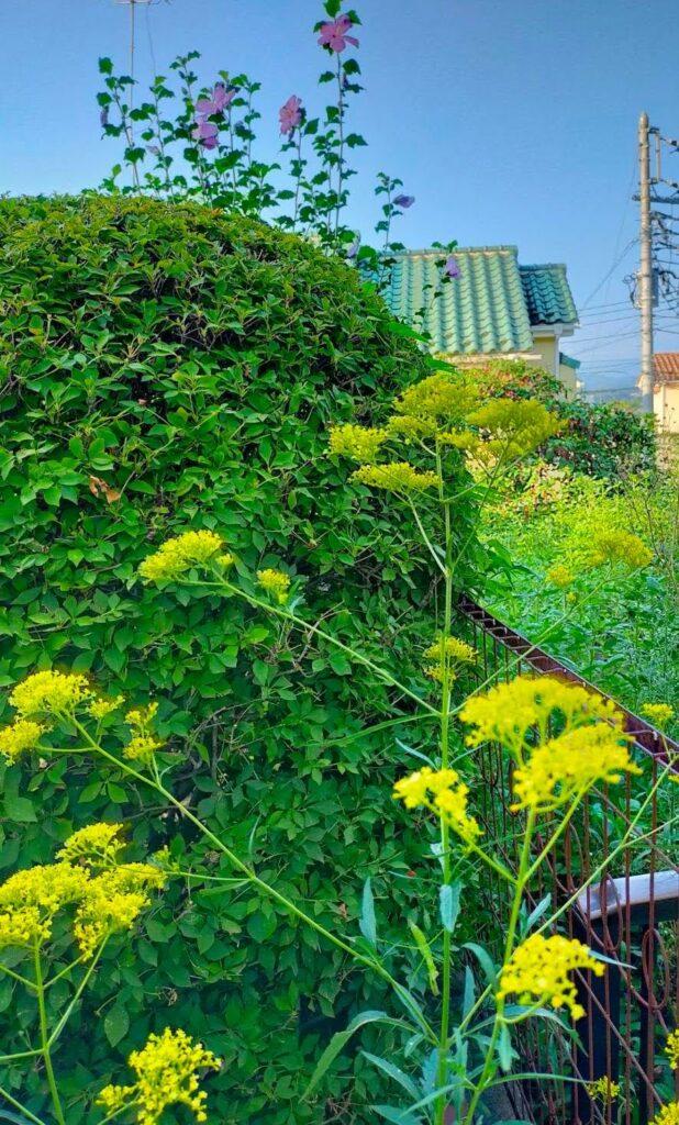 宮澤さんちのオミナエシ