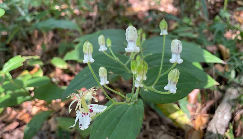タコの子供かホトトギスの花