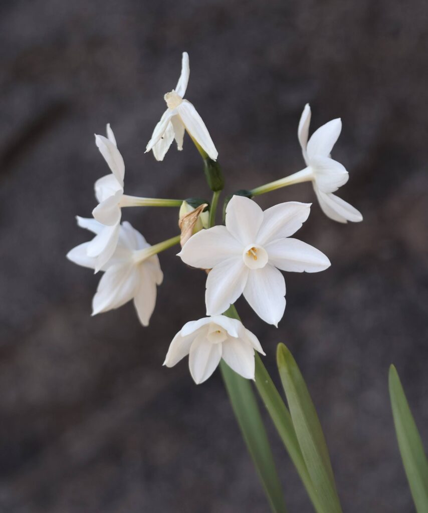 ナルキッスス・パピラセウス(冬の水仙)