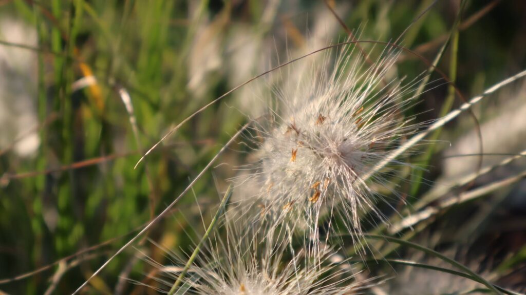 野アザミの変貌