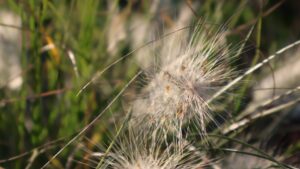 野アザミの変貌