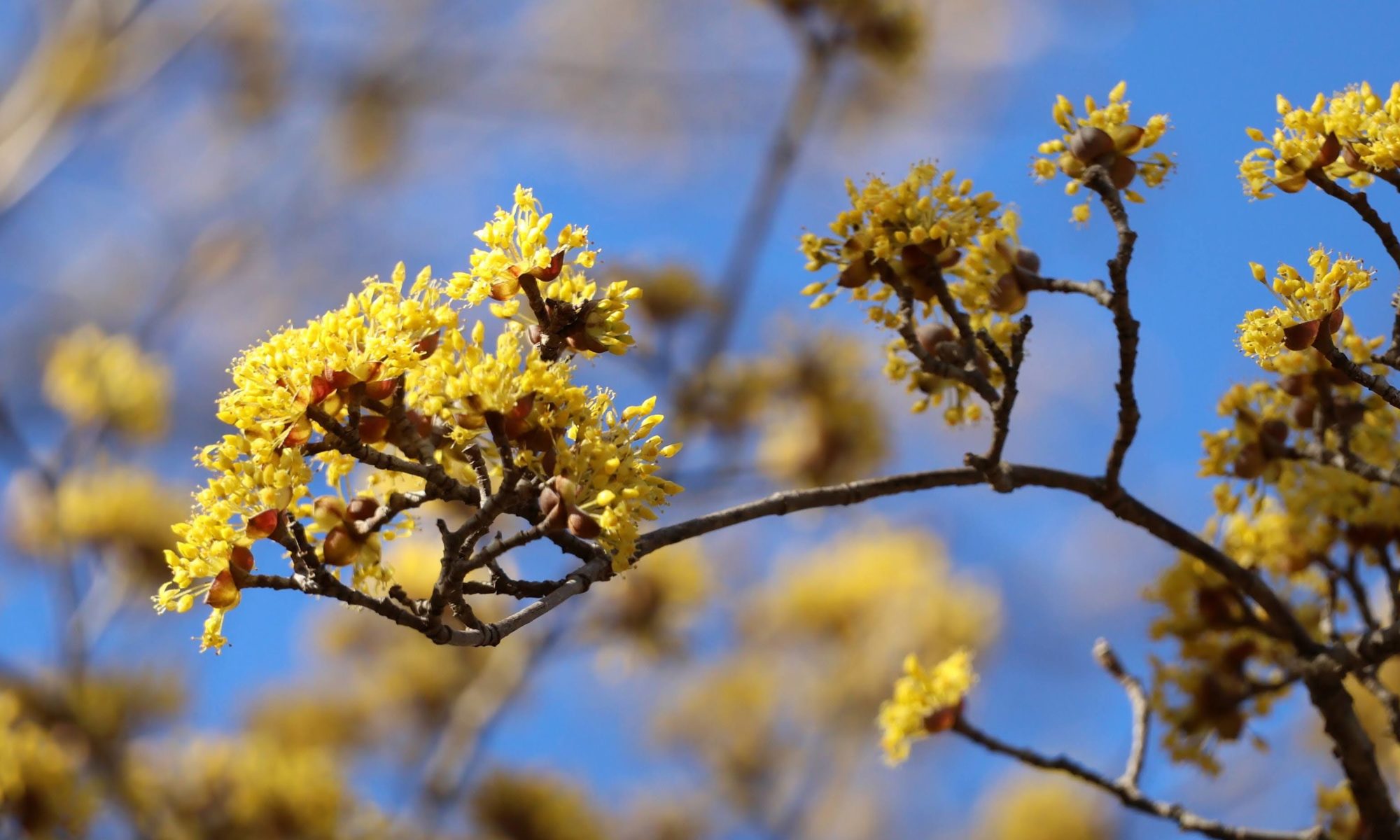 春を告げる山茱萸の花（春黄金花）