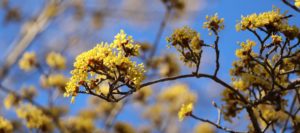 春を告げる山茱萸の花（春黄金花）
