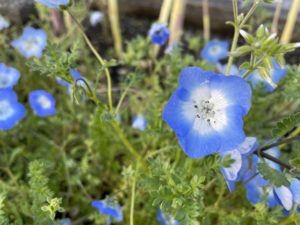 透き通る青ネモフィラ