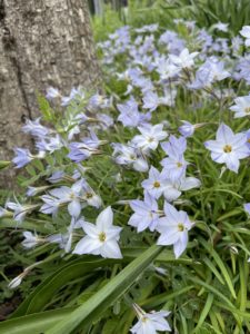 ハナニラのにぎやかな笑顔