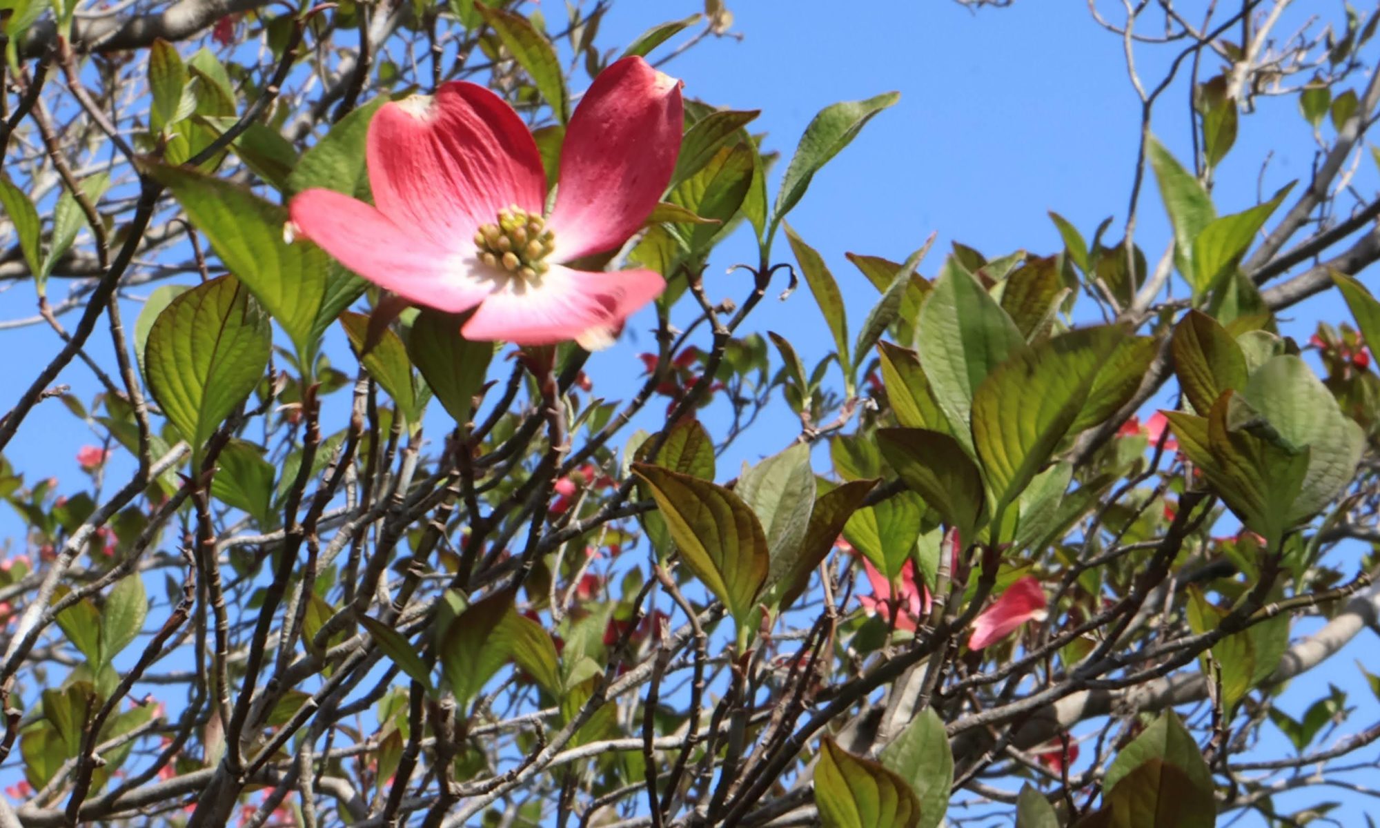 笑顔あふれる花水木