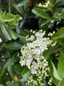 愛らしく咲き出したピラカンサの花